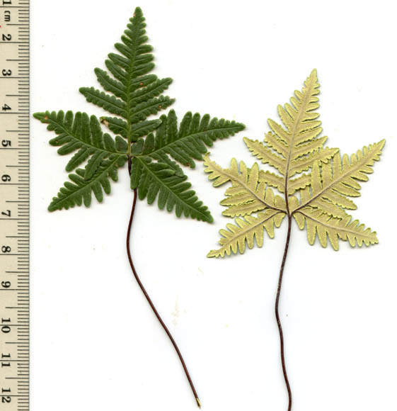  Notholaena standleyi Maxon